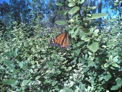Butterfly1.jpg